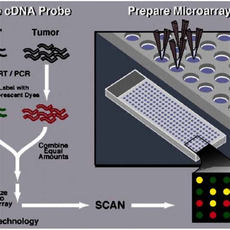 Image result for cDNA Probe