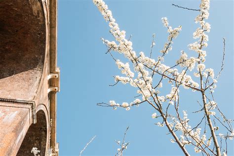 Image result for Winter/Spring Trees