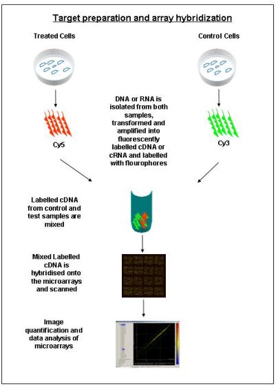 DNA Microarray に対する画像結果