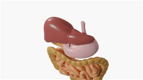 Image result for Digestive System Cartoon Images