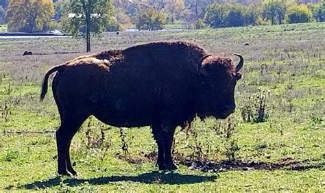 Image result for Buffalo Rock Logo