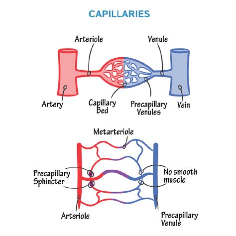 Image result for Capillary in Tissue