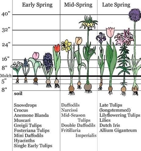 Image result for Bulb Planting Instructions