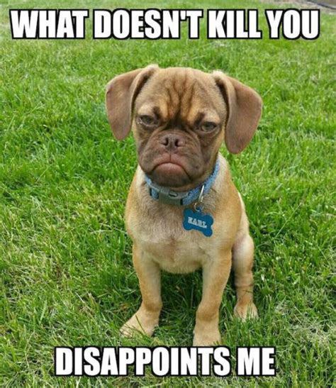 Image result for Hilarious Memes