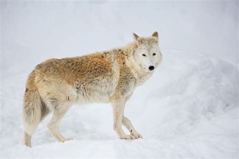 Toradh íomhá ar Kinds of Wolves
