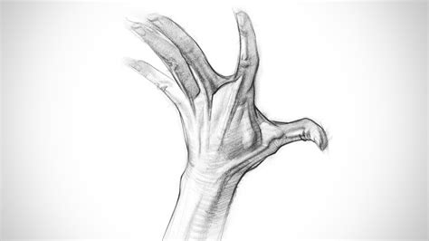 Image result for Proko Hand Anatomy