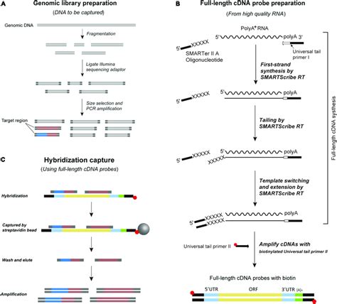 Image result for cDNA Probe