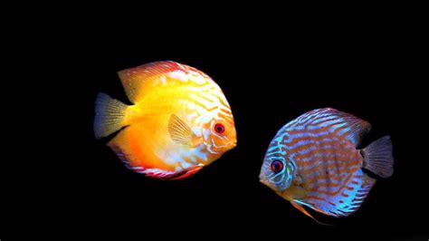 Discus Fish Wallpaper に対する画像結果