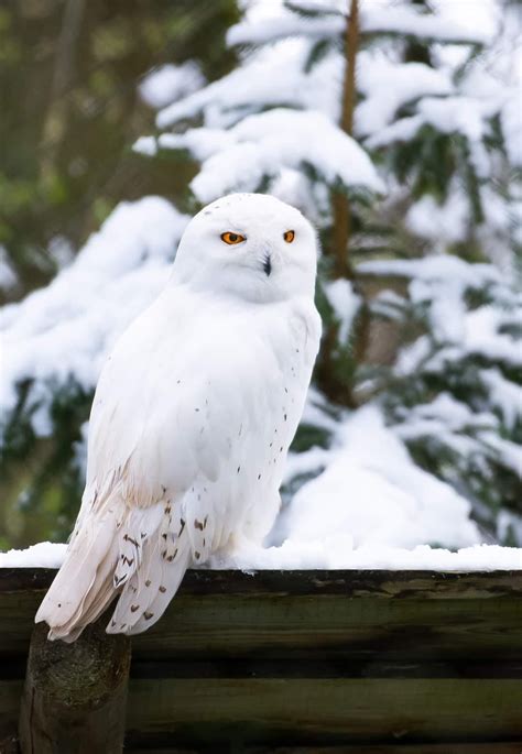 Image result for Minecraft Snow Owl