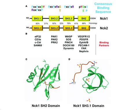 Image result for NCK Primun