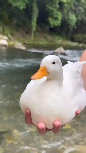 Image result for Roblox Rubber Duck PFP