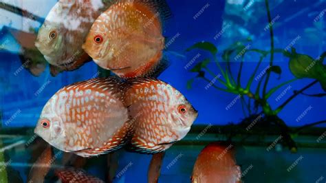 Image result for Red Turquoise Discus