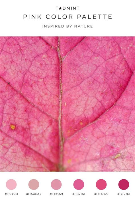 Image result for Soft Pink Color Palette