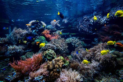 Image result for Bali Sea Life