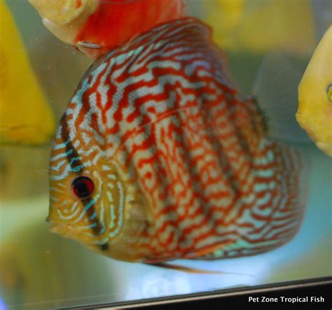 Image result for Red Turquoise Discus