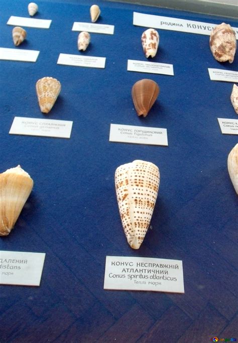 Image result for Cone-Shaped Shell of British Columbia