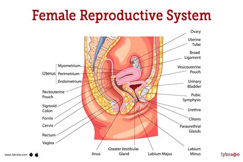 Female Reproductive System Internal and External に対する画像結果