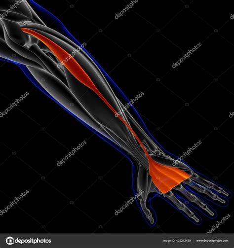 Image result for Soft Muscle Cells