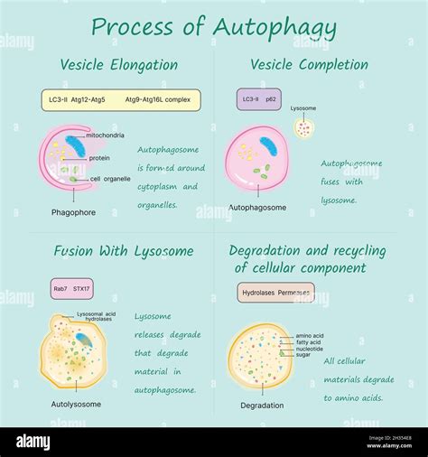 Autophagy Process に対する画像結果