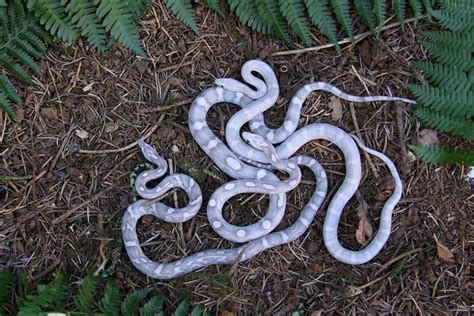 Lavender, Lavender Motley, and Hypo Lavender Corn Snake Morphs | Corn ...