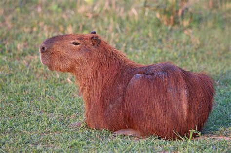 Capybara に対する画像結果