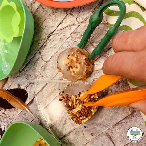 Image result for Free Bird Lesson