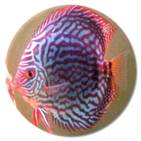 Image result for Purple Dragon Discus Fish