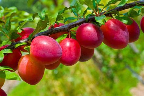 Image result for Red Plum Fruit