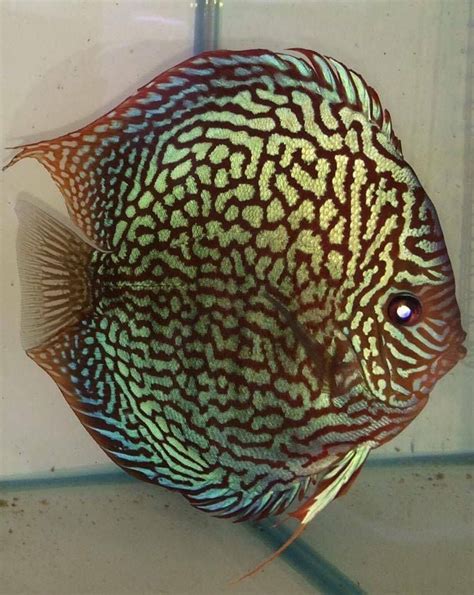 Image result for Red Turquoise Discus
