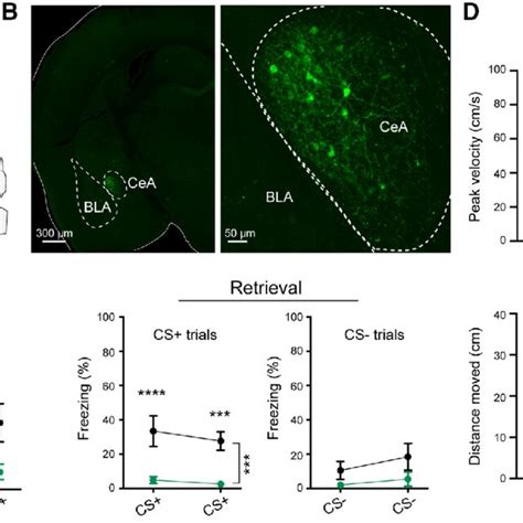 Image result for Cea Extension Block