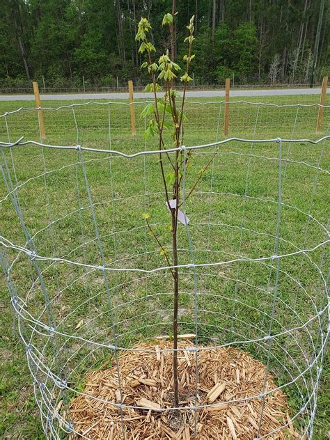 Image result for American Red Maple Tree
