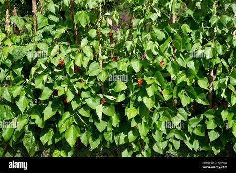 Runner Bean Plants માટે ઇમેજ પરિણામ