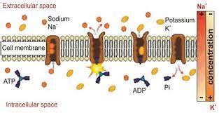 First Principle of Step One in Na に対する画像結果