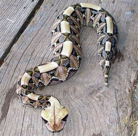 Image result for Gaboon Viper