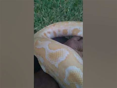 Toradh íomhá ar Handling Burmese Python