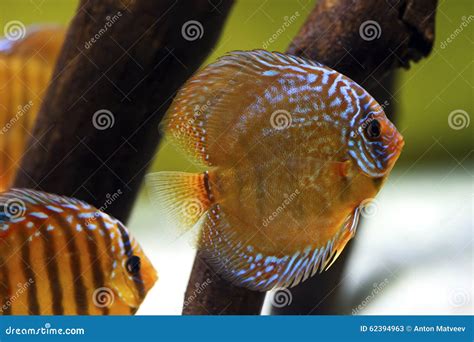 Afbeeldingsresultaten voor Brown Discus