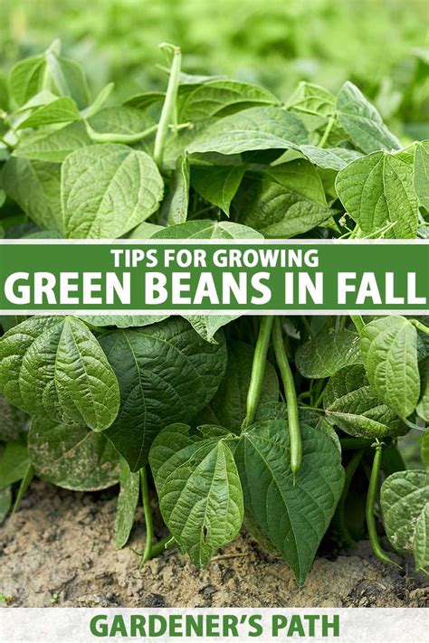 Toradh íomhá ar Fall Bean