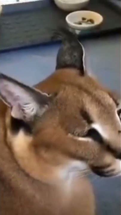 Floppa Sound Effect Moew에 대한 이미지 결과