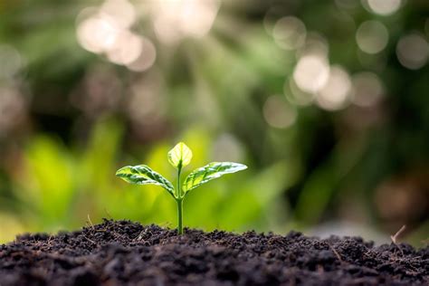 Image result for Green Nature Explanation