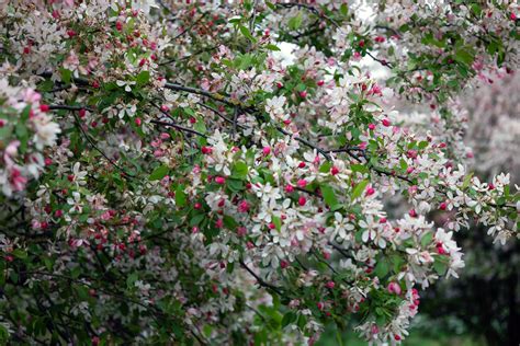 Bildergebnis für Ealy Spring Photo Nature