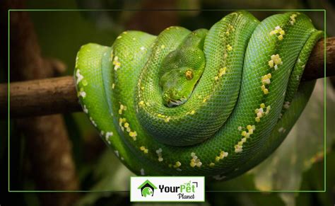 Image result for Green Tree Python Lifespan