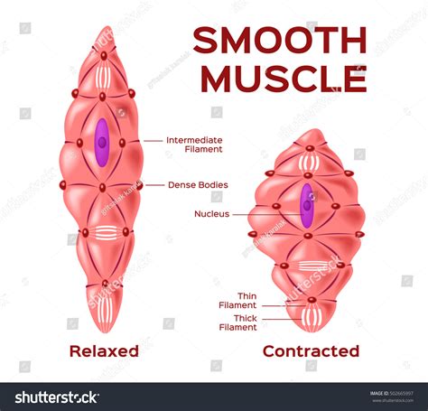 Image result for Smooth Muscles Animated