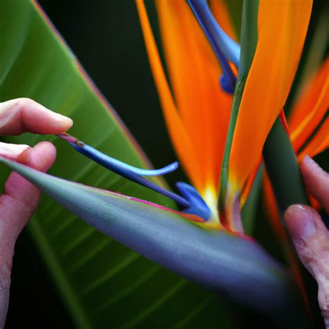 Bird of Paradise Roblox に対する画像結果