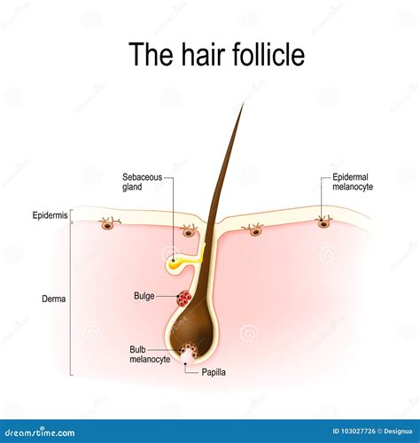 Toradh íomhá ar Hair Follicle Structure Diagram