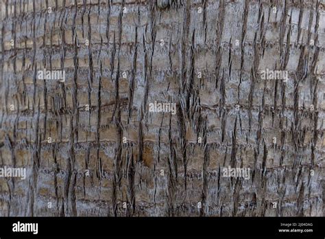 Image result for Unity Tree Trunk Texture
