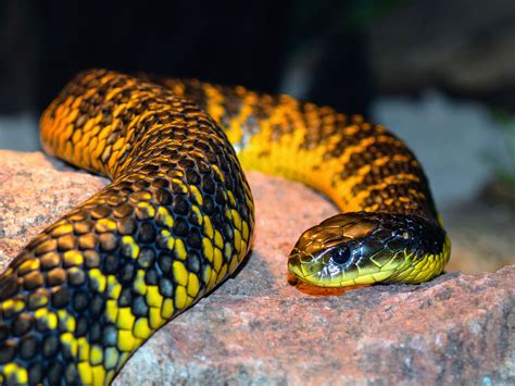 Afbeeldingsresultaten voor Deadly Australian Snakes