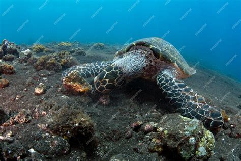Image result for Bali Sea Life