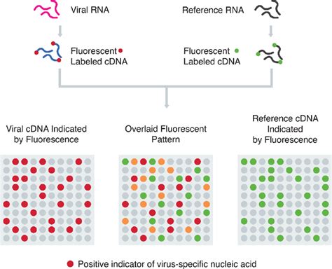Image result for cDNA Probe