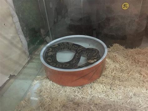 Ball Python Mites에 대한 이미지 결과