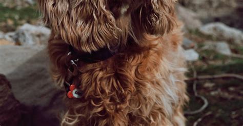 Toradh íomhá ar Minecraft Hunting Ducks Pond